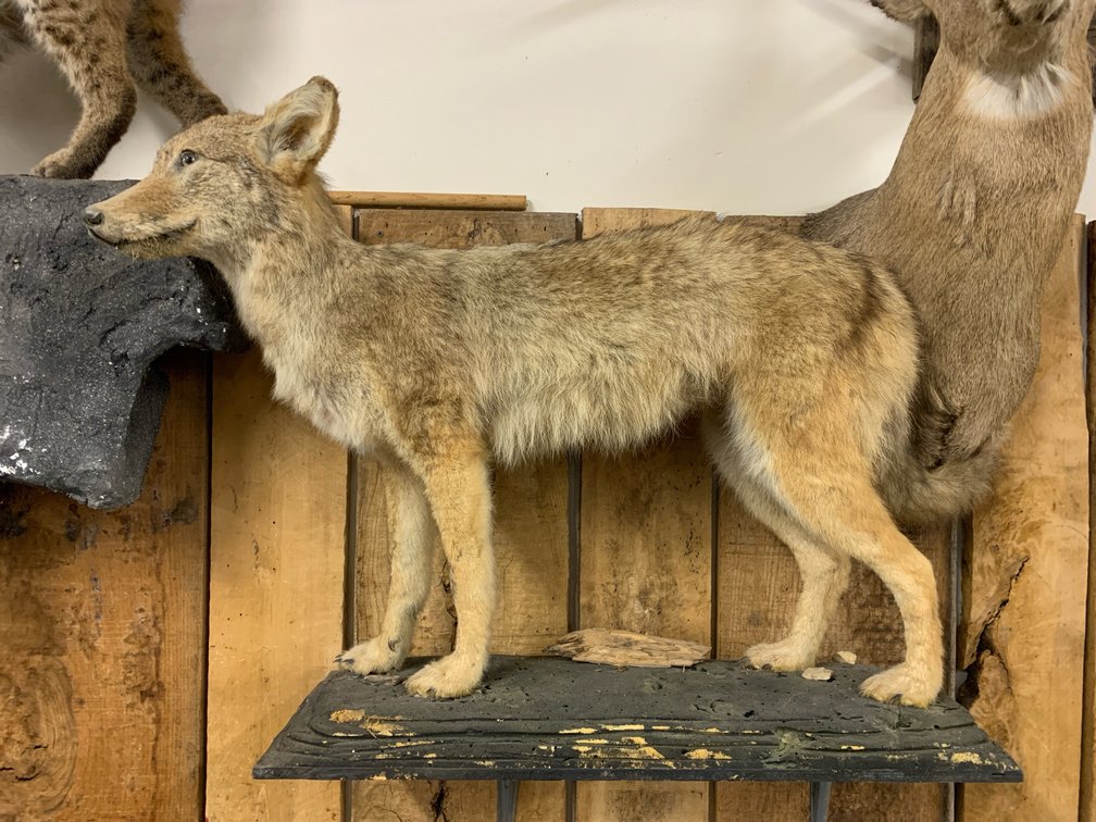 [283]  Coyote Mount - Full Body Mount