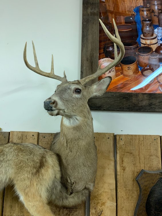 [284]  Whitetail Buck Mount - 8pt