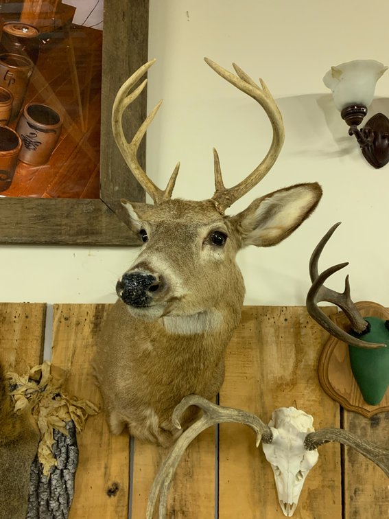 [286] White Tail Buck Mount - 8pt