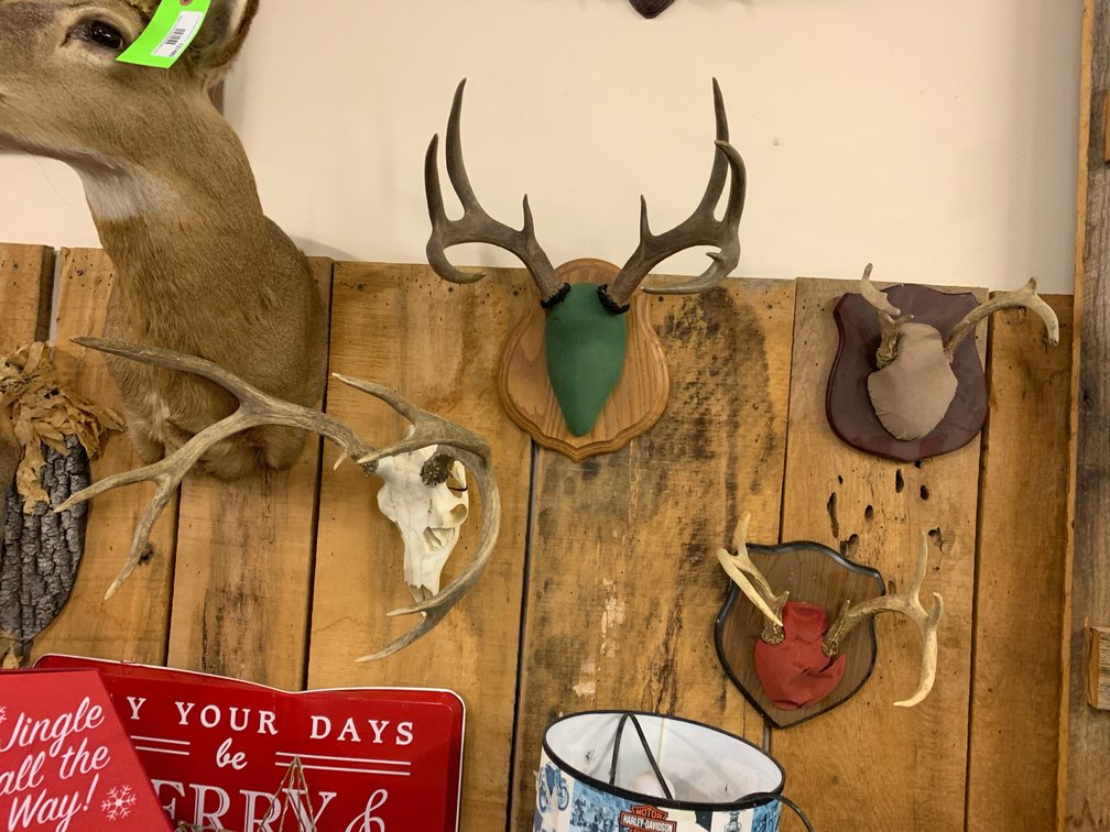[287] Four European Mount Whitetail Antlers