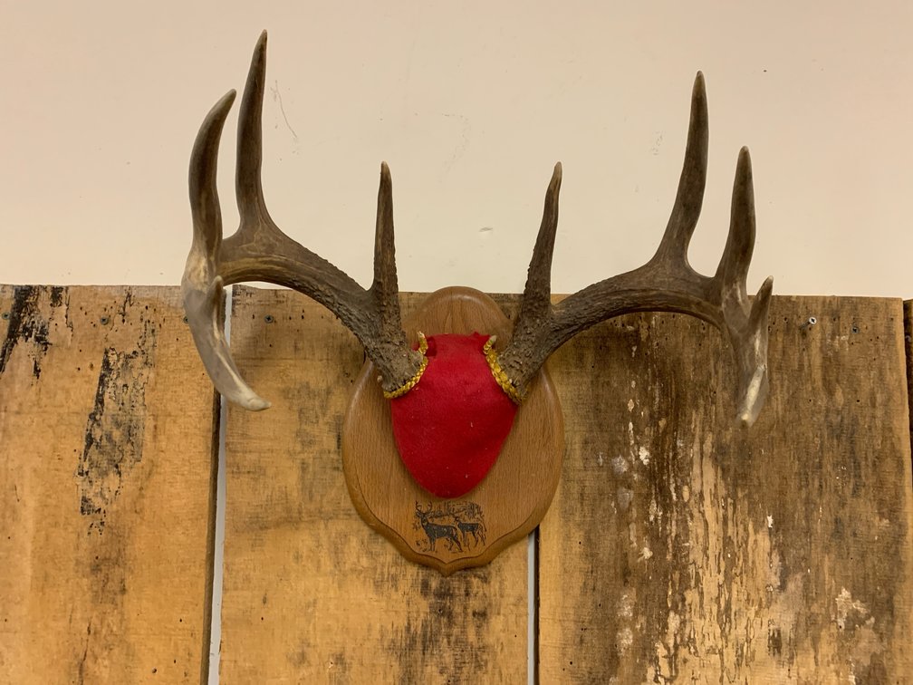 [288] Deer Antlers - 10pt