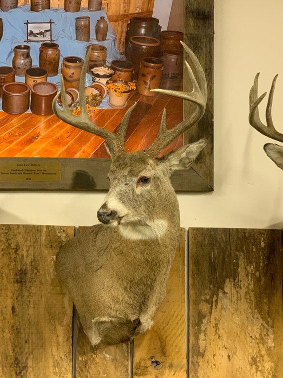 [278]  Whitetail Buck Mount - 8pt