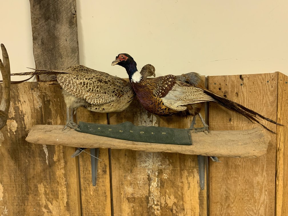 [290] Flying Pheasant Mount