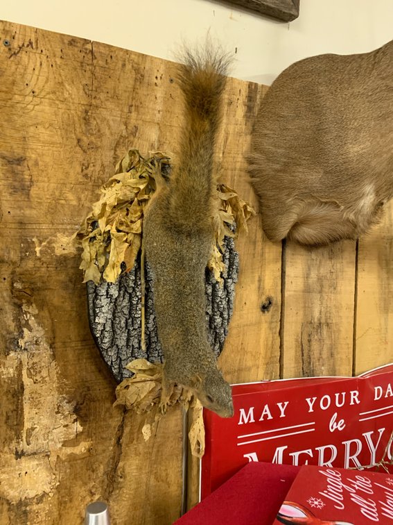 [291] Fox Squirrel Mount