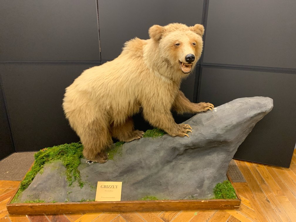 [255]  Grizzly Bear Full Body Mount