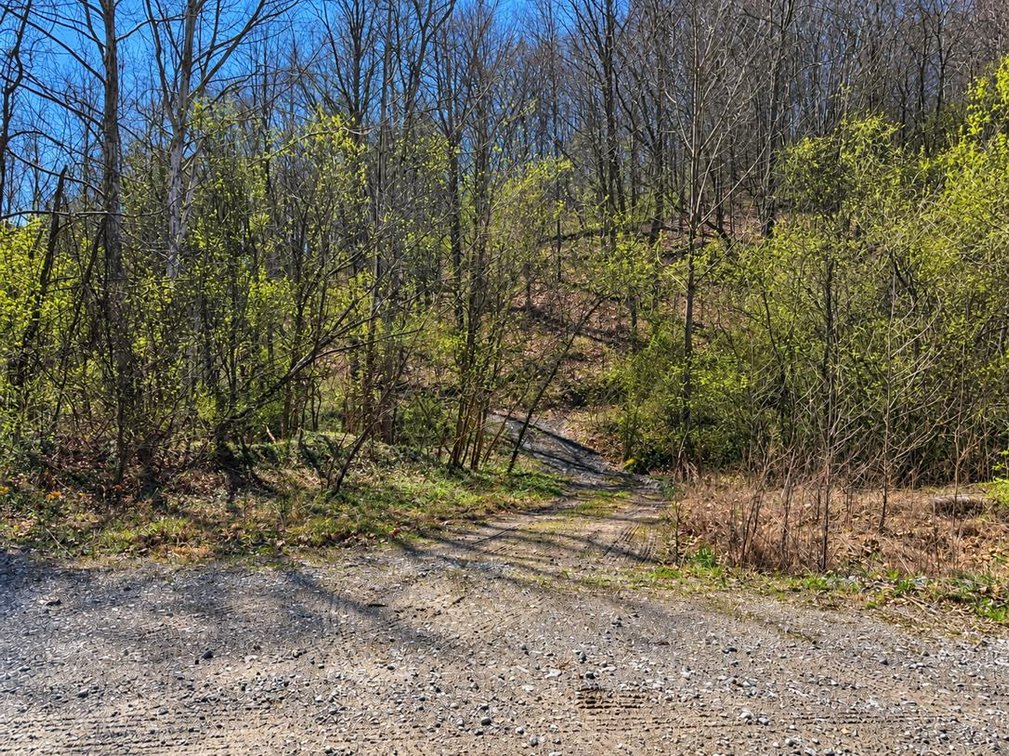 Image for 71.53 Surveyed Acres in Boone County Selling to the Highest Bidder
