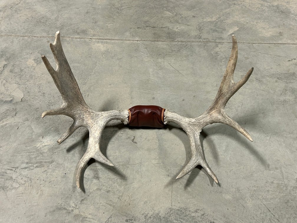 [292] Small Moose Antlers