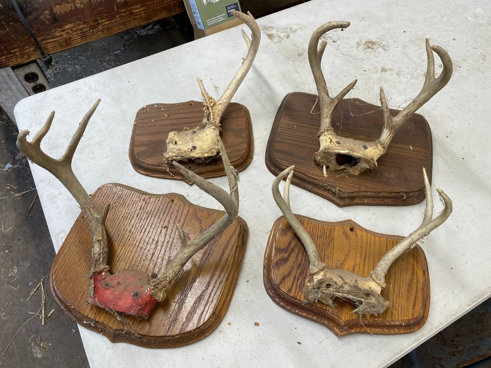 Deer Antlers