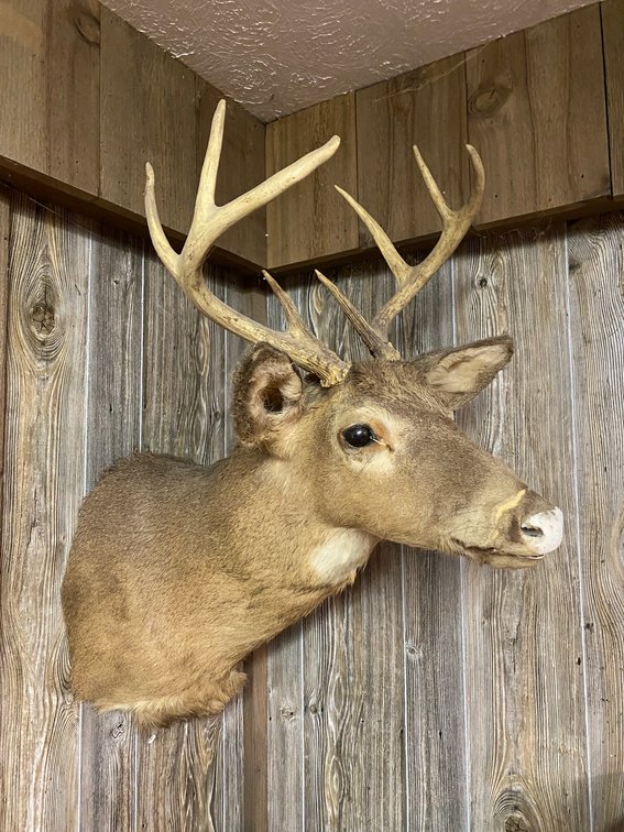 Mounted Buck