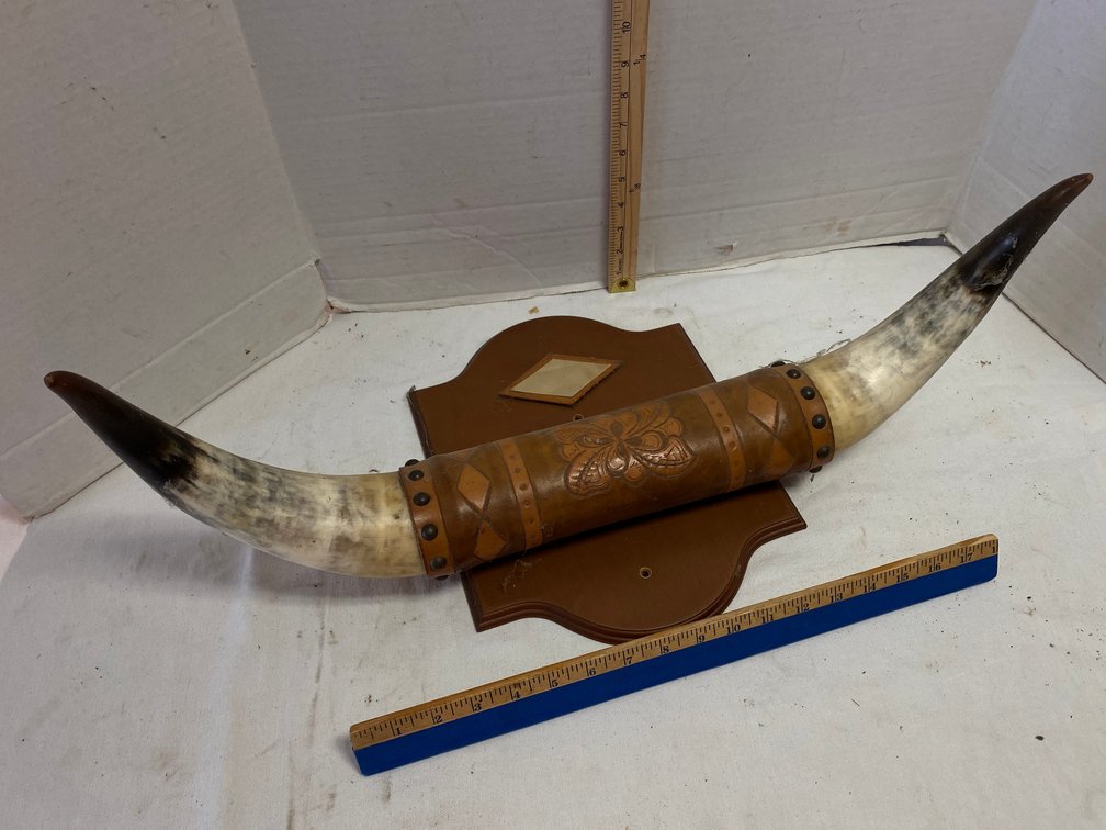 Set of Bull Horns Mounted on a Board