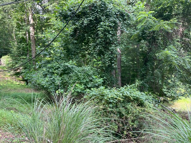 Image for Spacious Wooded Lot in Charleston’s South Hills