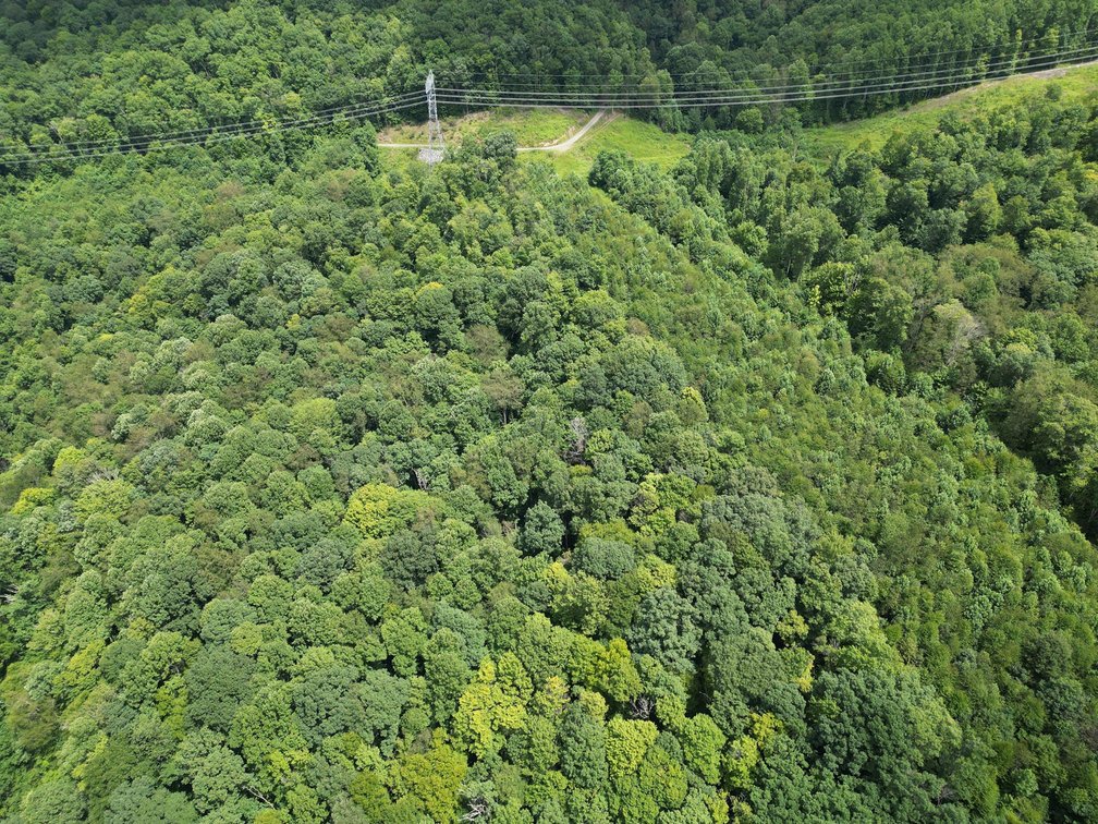 Image for Over 82 Wooded Mountain Acres Along US-50 in Preston County Selling to the Highest Bidder