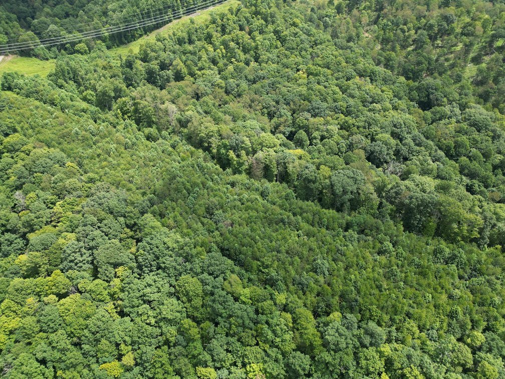 Image for Over 82 Wooded Mountain Acres Along US-50 in Preston County Selling to the Highest Bidder