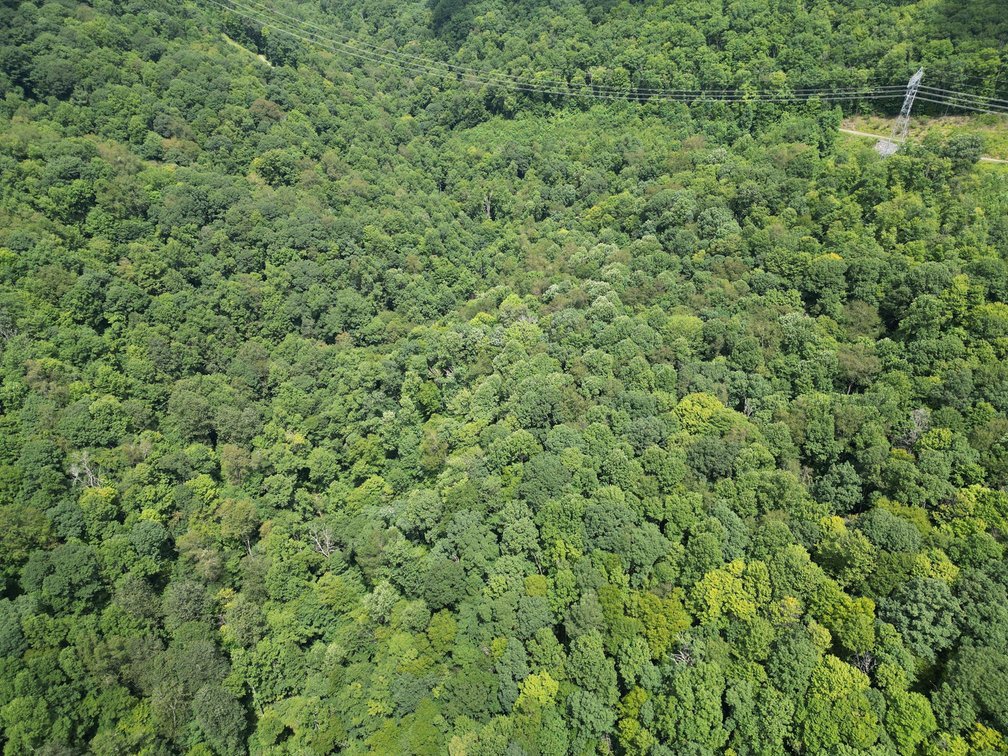Image for Over 82 Wooded Mountain Acres Along US-50 in Preston County Selling to the Highest Bidder