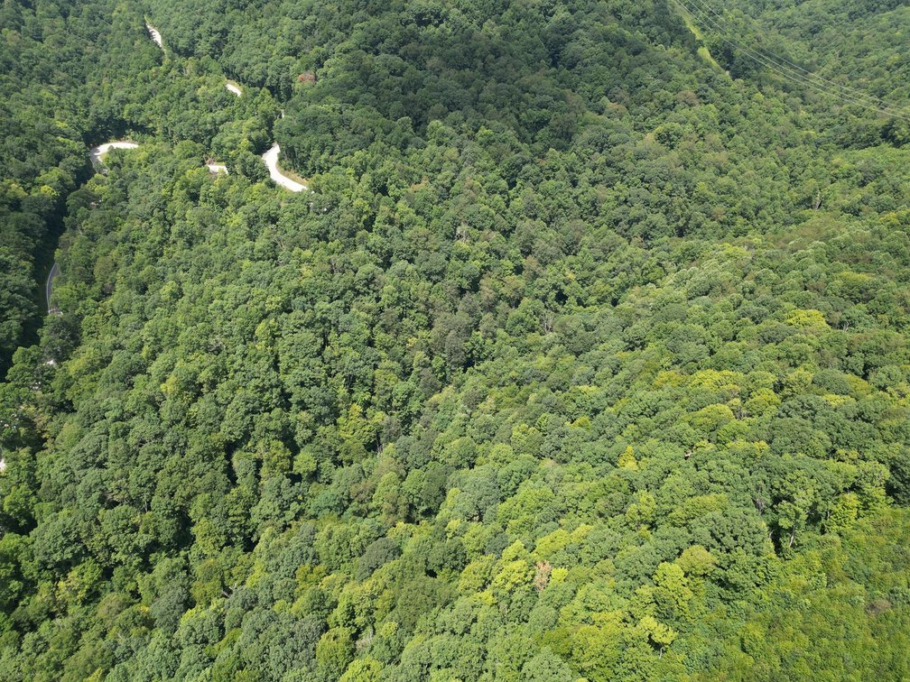 Image for Over 82 Wooded Mountain Acres Along US-50 in Preston County Selling to the Highest Bidder