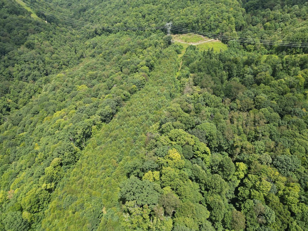 Image for Over 82 Wooded Mountain Acres Along US-50 in Preston County Selling to the Highest Bidder