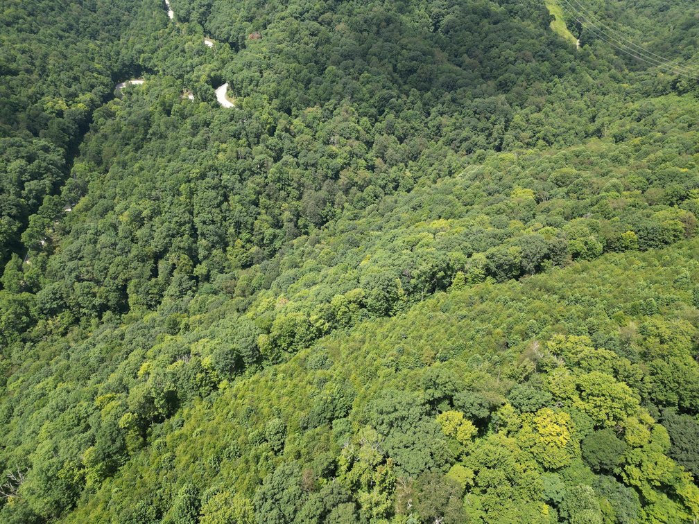 Image for Over 82 Wooded Mountain Acres Along US-50 in Preston County Selling to the Highest Bidder