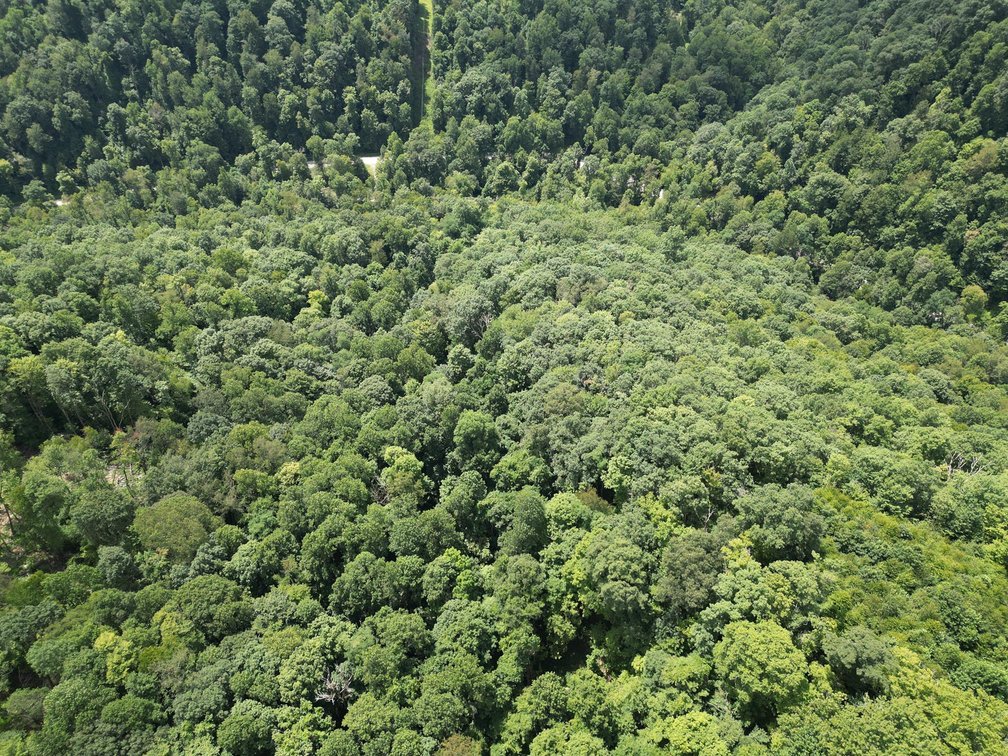 Image for Over 82 Wooded Mountain Acres Along US-50 in Preston County Selling to the Highest Bidder