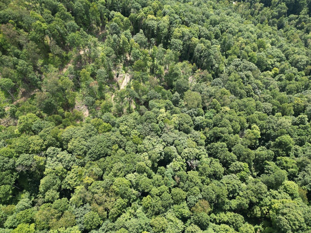 Image for Over 82 Wooded Mountain Acres Along US-50 in Preston County Selling to the Highest Bidder
