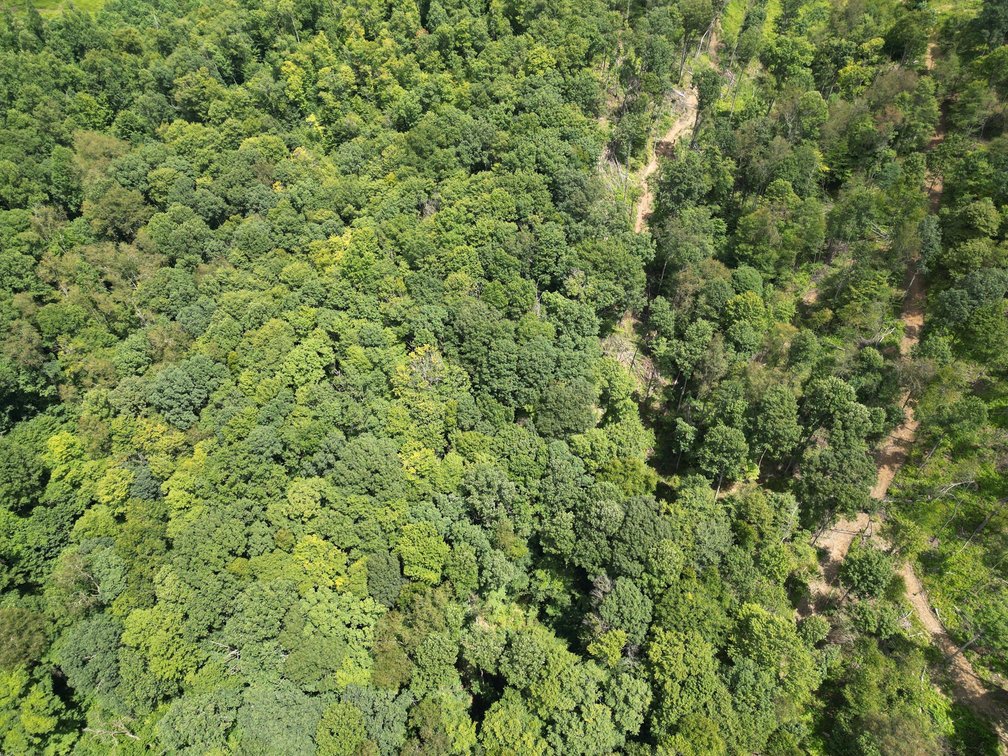 Image for Over 82 Wooded Mountain Acres Along US-50 in Preston County Selling to the Highest Bidder