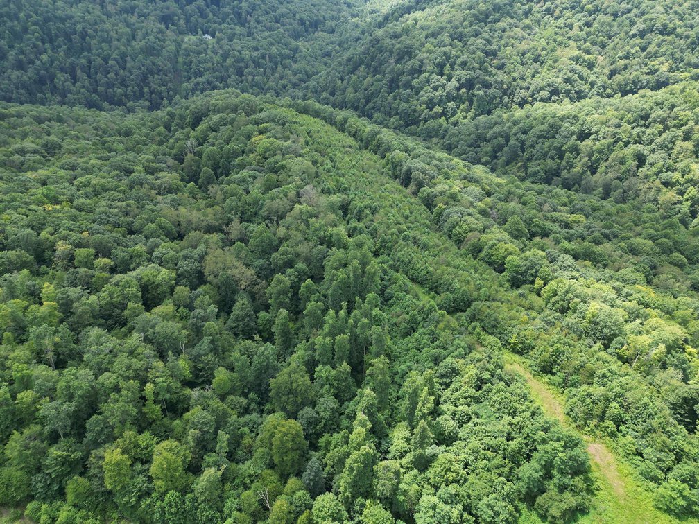 Image for Over 82 Wooded Mountain Acres Along US-50 in Preston County Selling to the Highest Bidder