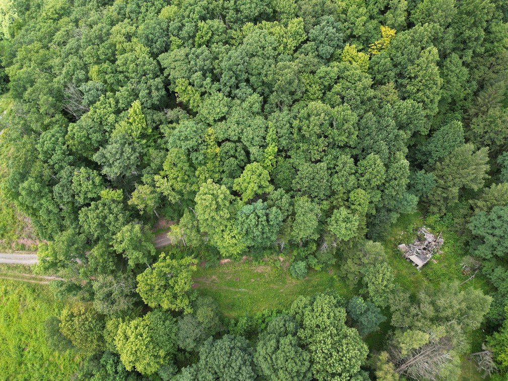 Image for Over 82 Wooded Mountain Acres Along US-50 in Preston County Selling to the Highest Bidder