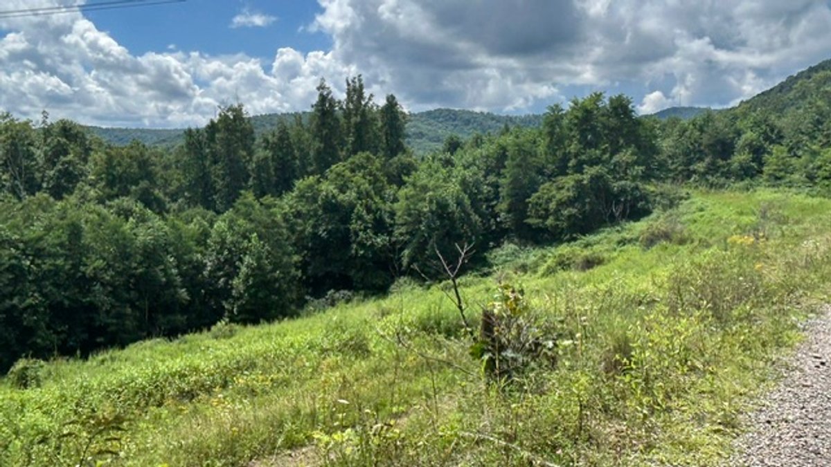 Image for Over 82 Wooded Mountain Acres Along US-50 in Preston County Selling to the Highest Bidder