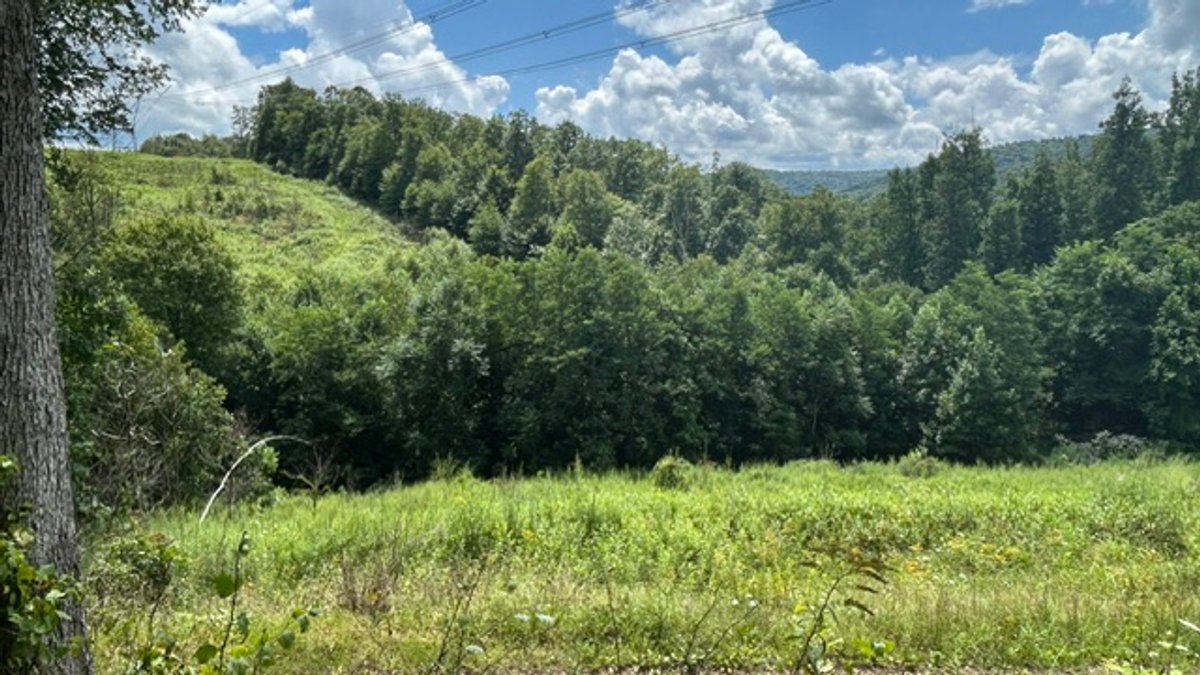 Image for Over 82 Wooded Mountain Acres Along US-50 in Preston County Selling to the Highest Bidder