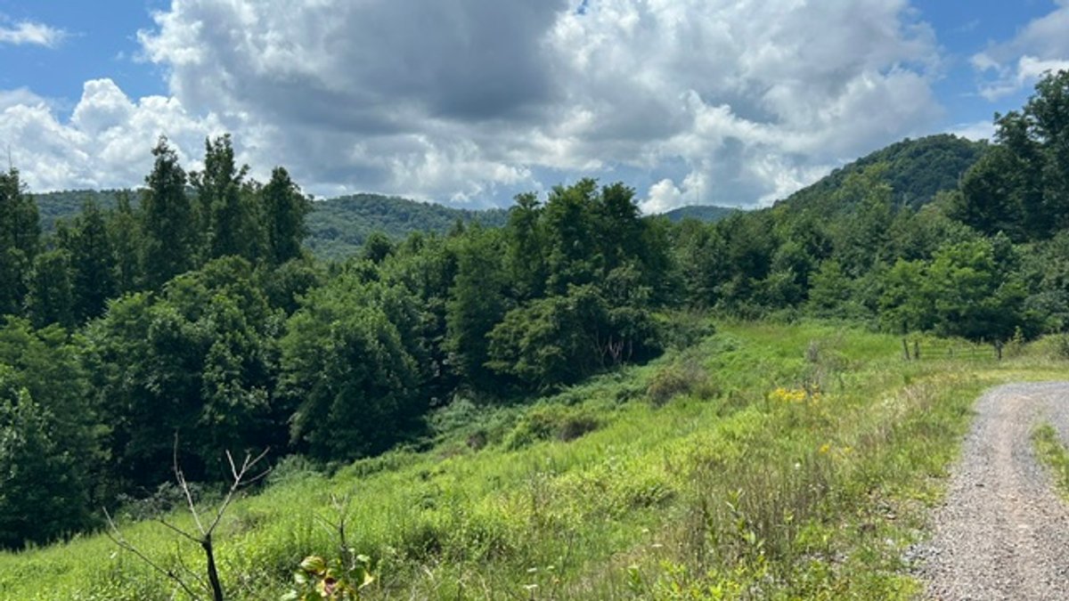 Image for Over 82 Wooded Mountain Acres Along US-50 in Preston County Selling to the Highest Bidder