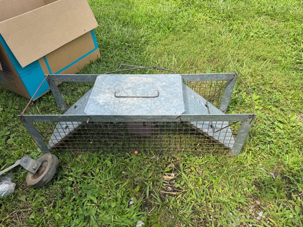 Animal Trap