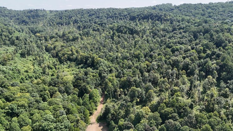 Image for 119 Acres off Spall Lick Road in Barbour County