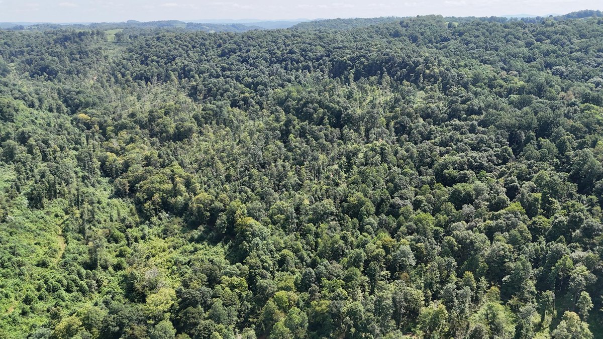 Image for 119 Acres off Spall Lick Road in Barbour County