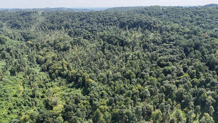 Image for 119 Acres off Spall Lick Road in Barbour County