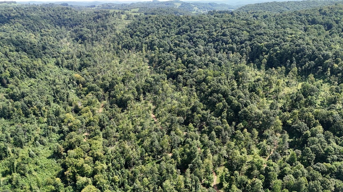 Image for 119 Acres off Spall Lick Road in Barbour County