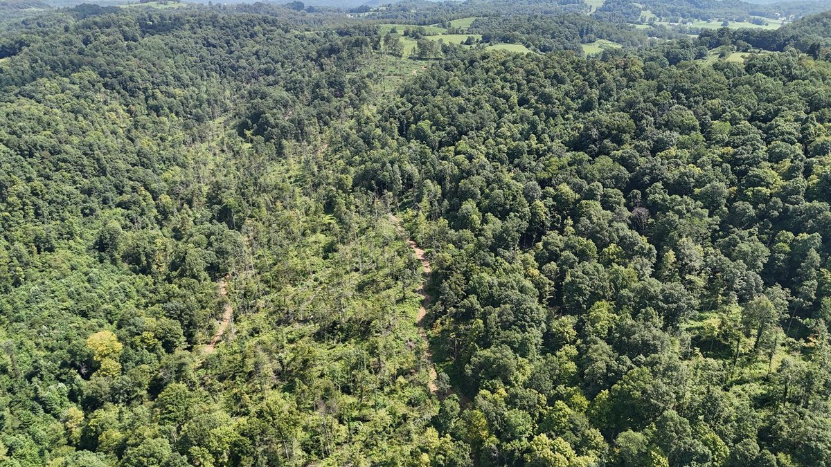 Image for 119 Acres off Spall Lick Road in Barbour County