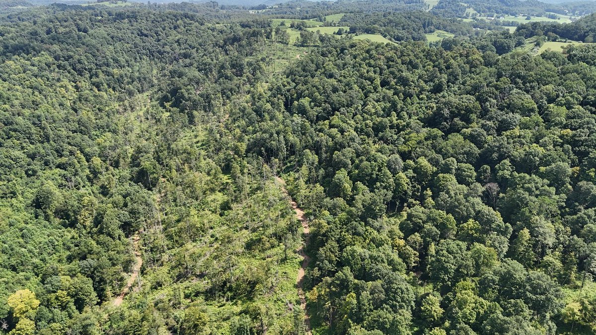 Image for 119 Acres off Spall Lick Road in Barbour County