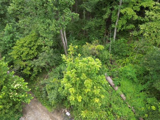 Image for 151 Surveyed Acres in Boone County Selling to the Highest Bidder