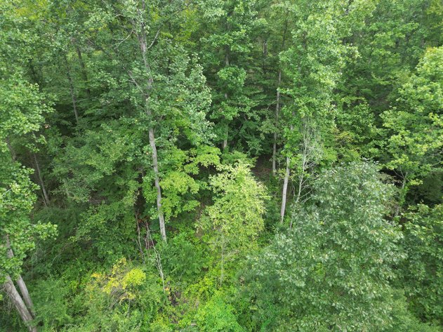 Image for 151 Surveyed Acres in Boone County Selling to the Highest Bidder