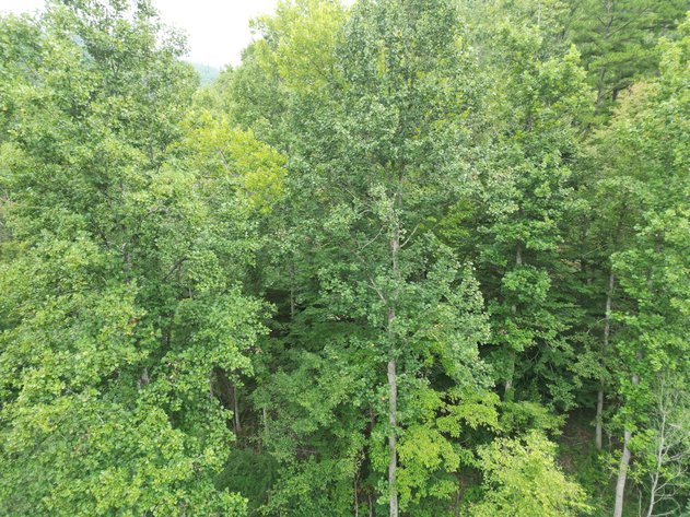 Image for 151 Surveyed Acres in Boone County Selling to the Highest Bidder