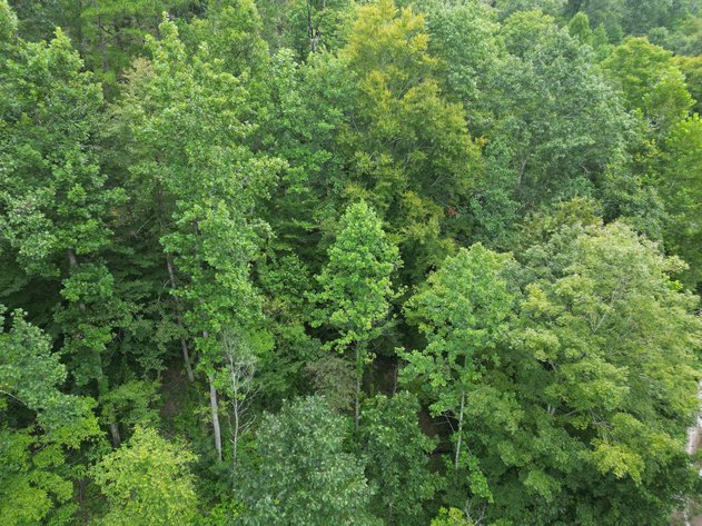 Image for 151 Surveyed Acres in Boone County Selling to the Highest Bidder