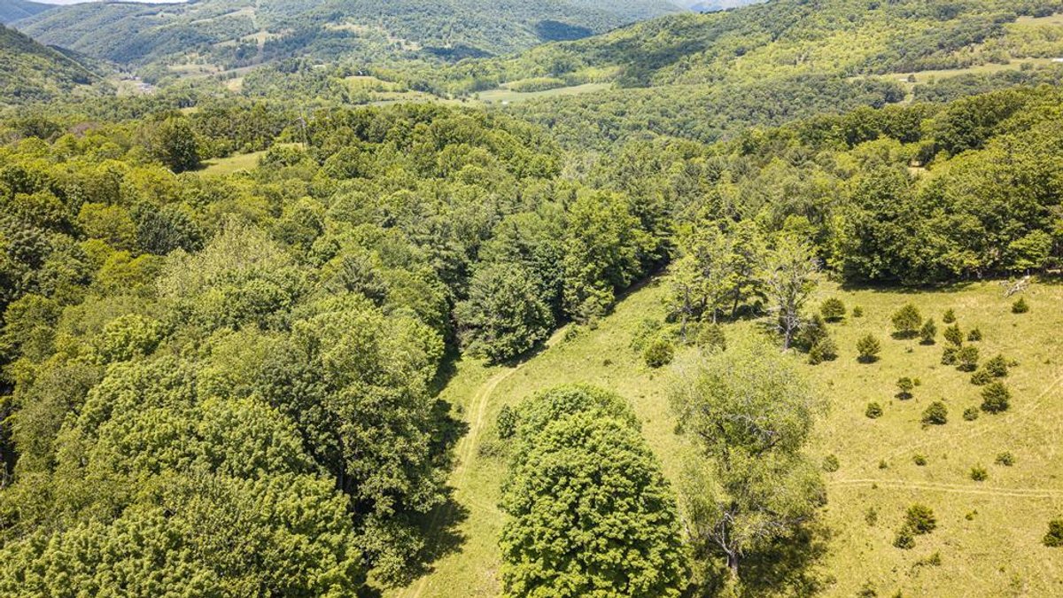 Image for Farm and Vineyard with Two Homes on 43 +/- Acres in Seneca Rocks