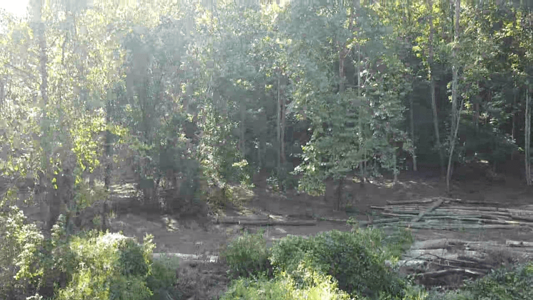 Image for 165 Surveyed Acres in Boone County
