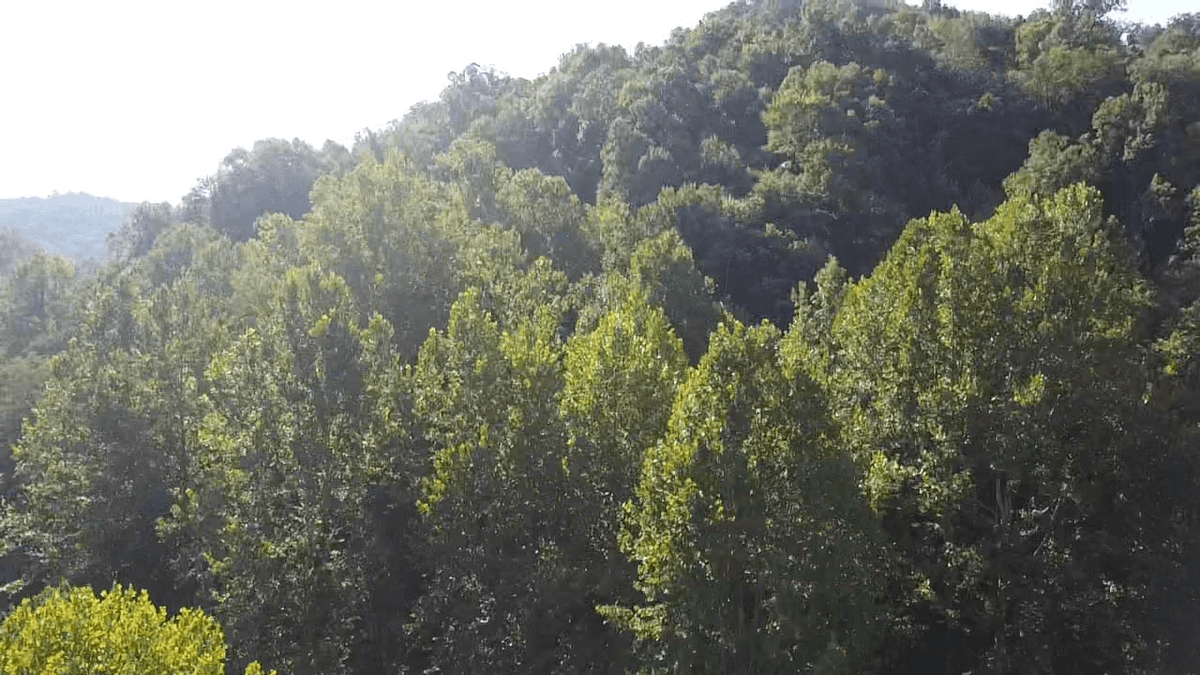 Image for SOLD $89,100 - 165 Surveyed Acres in Boone County