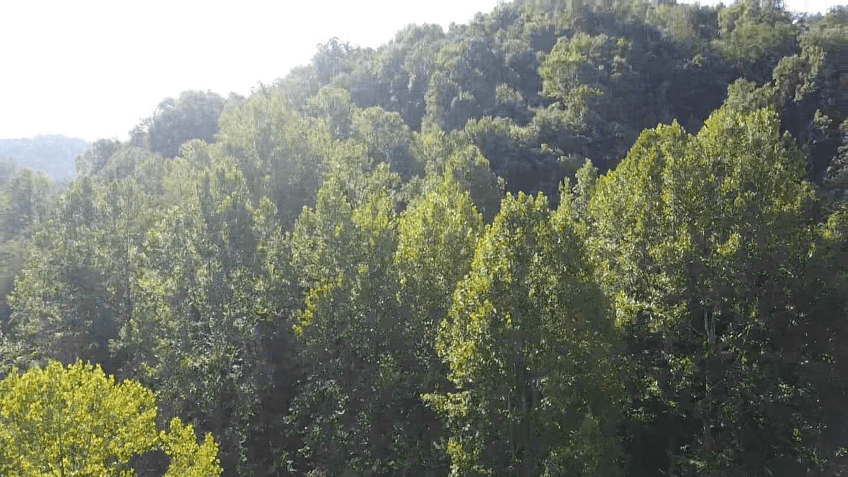 Image for SOLD $89,100 - 165 Surveyed Acres in Boone County