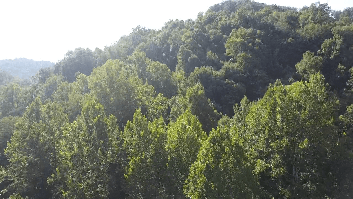 Image for SOLD $89,100 - 165 Surveyed Acres in Boone County