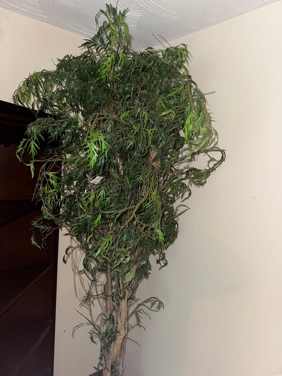 Ming Aralia Plant