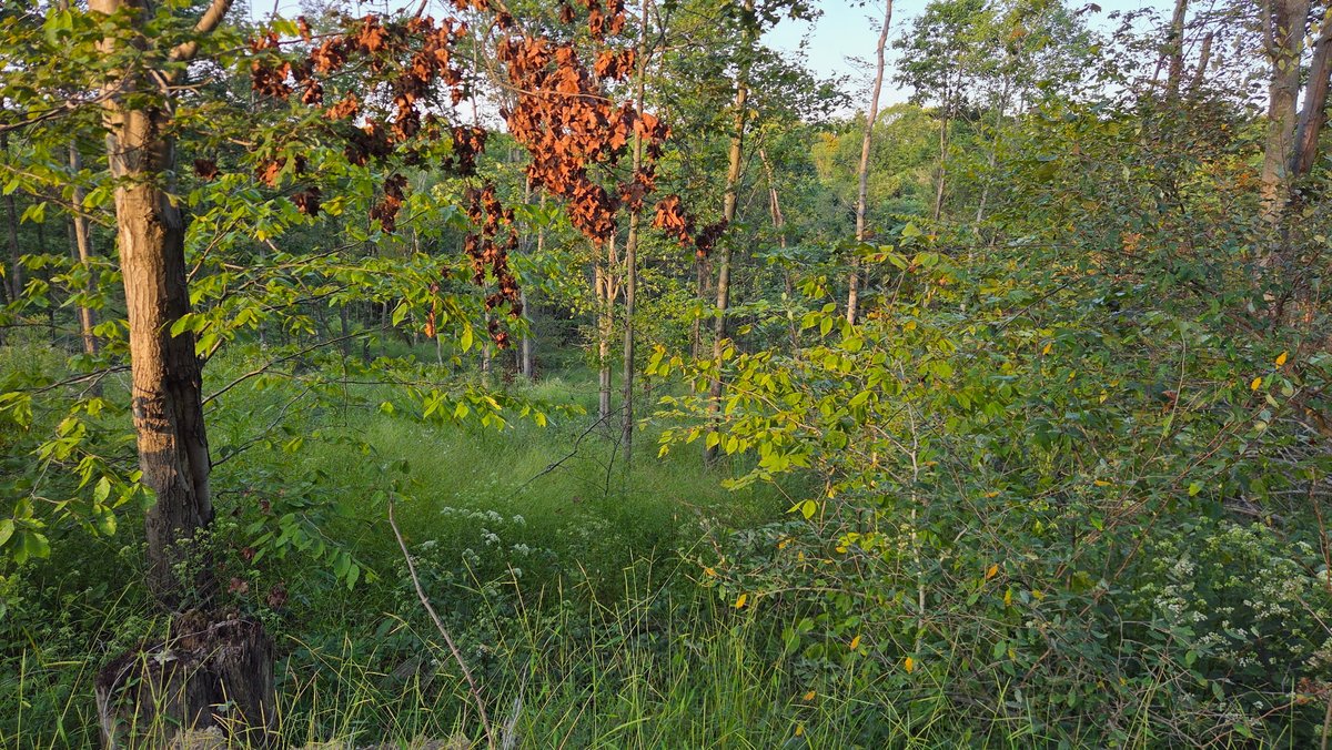 Image for 149 Wooded Acres in Fayette County Pennsylvania