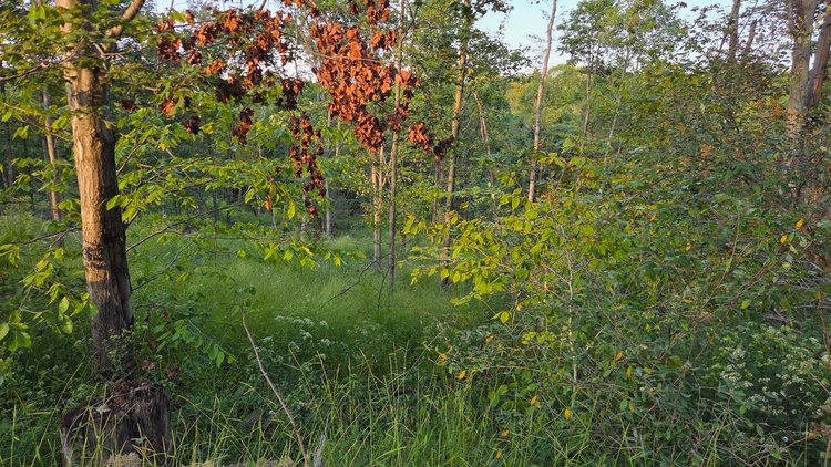 Image for 149 Wooded Acres in Fayette County Pennsylvania