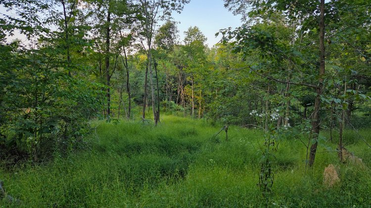Image for 149 Wooded Acres in Fayette County Pennsylvania