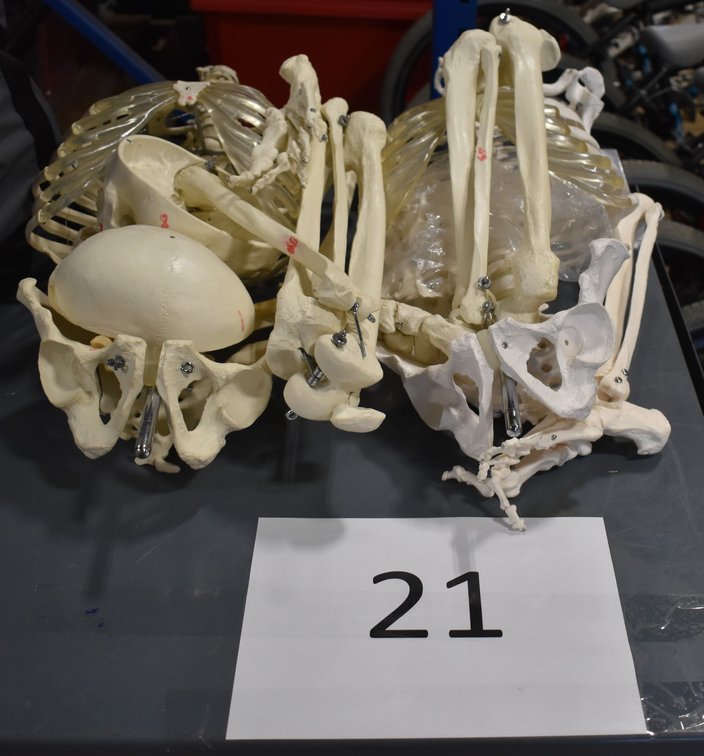 Classroom Human Skeletons